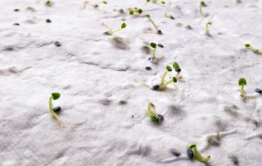 Logo trade promotional gifts picture of: A6 wildflower seed paper sheet