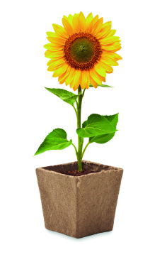 Logotrade corporate gift picture of: Sunflower growing kit