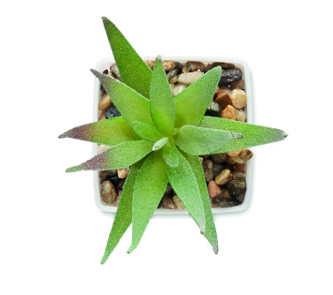Logotrade corporate gift image of: Mini artificial plant