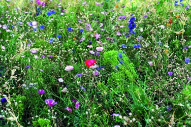 Logotrade liikelahja tuotekuva: Kukkien siemeniä